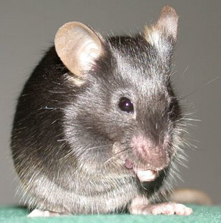 MusskrÃ¤llet